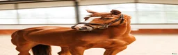 Allround hästar till salu: Beautiful 5yo trakehner mare  - Annons 3