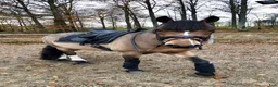  medryttarhäst finnes: Välskolad New Forest  - Annons 5