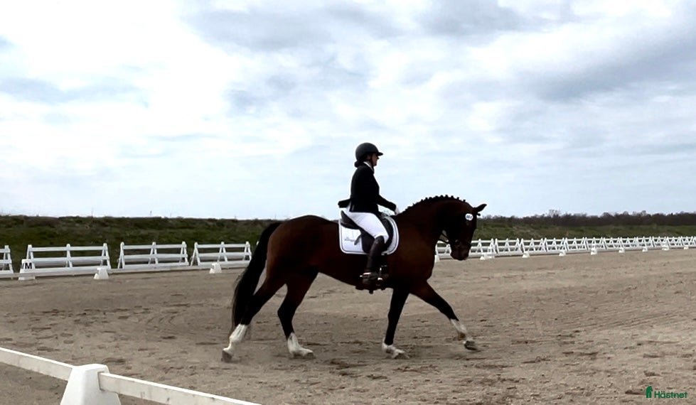  hästar Fantastisk dressyrvalack  i Lärbro - Annons 1