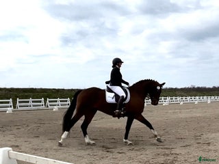 hästar Fantastisk dressyrvalack i Lärbro - Annons 1