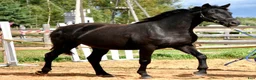 Dressyr hästar till salu: Elegant sto m Trakehnerblod ur Svensk stofamilj F4 i Vaxholm - Annons 2