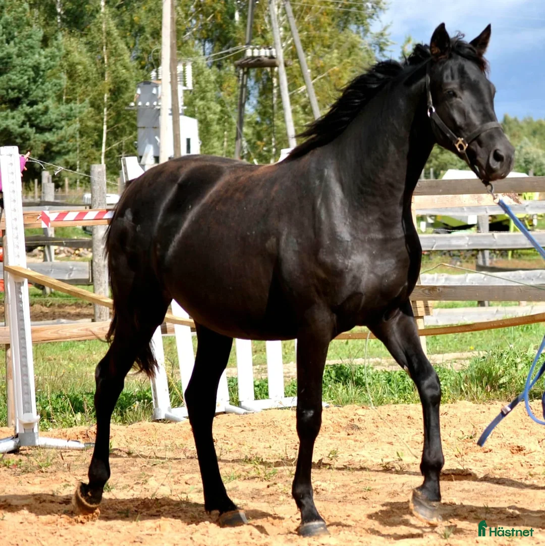 Dressyr hästar till salu: Elegant sto m Trakehnerblod ur Svensk stofamilj F4 i Vaxholm - Annons 2