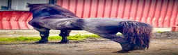 Island hästar till salu: Pampig lovande hingst! - Annons 10