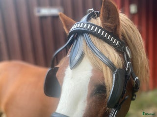 Träns hästutrustning till salu: Körträns i nyskick i Limmared - Annons 17