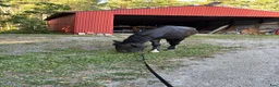  medryttarhäst finnes: Snäll valack söker medryttare - Annons 4