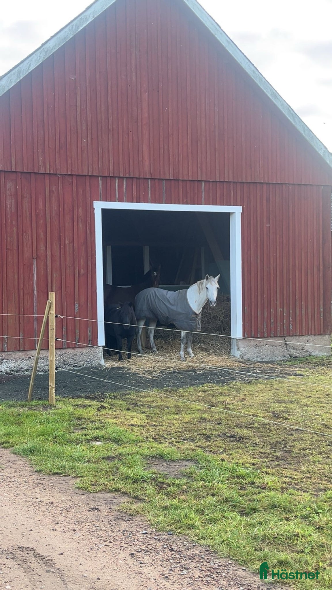  hästar Söker häst att hyra under sommaren  - Annons 5