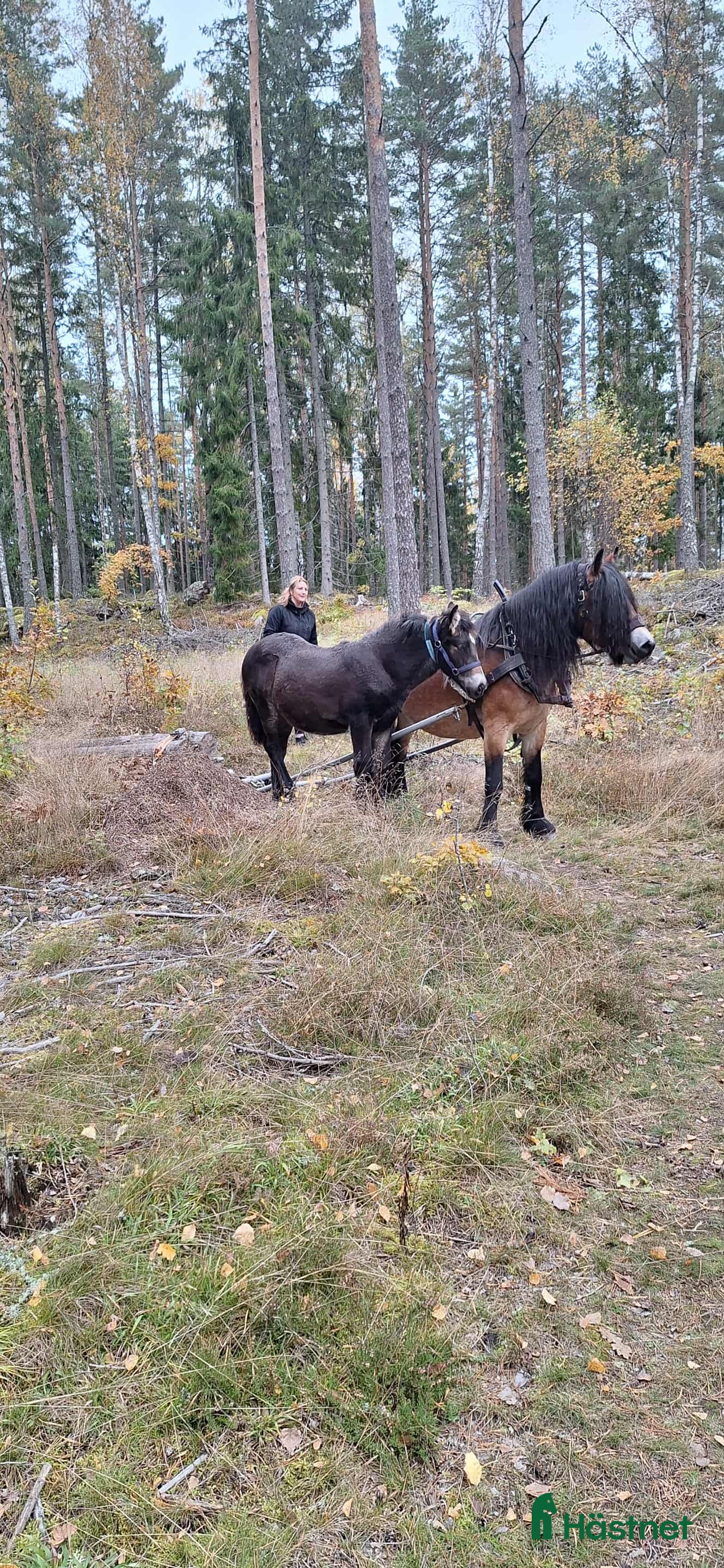  hästar En trevlig trygg individ söker sin nya människa  - Annons 6