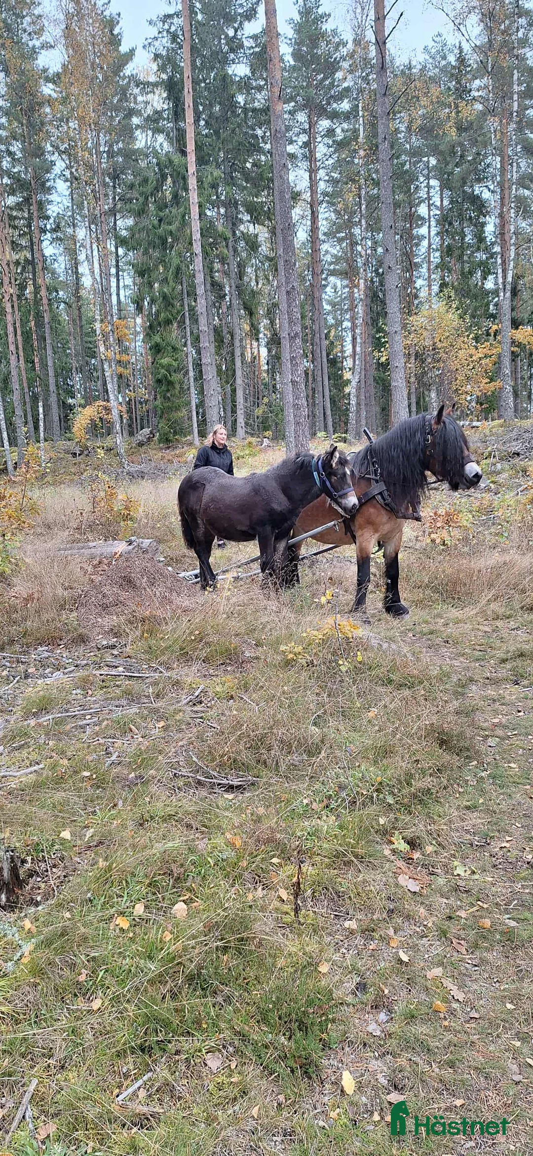 Allround hästar till salu: En trevlig trygg individ söker sin nya människa  - Annons 1