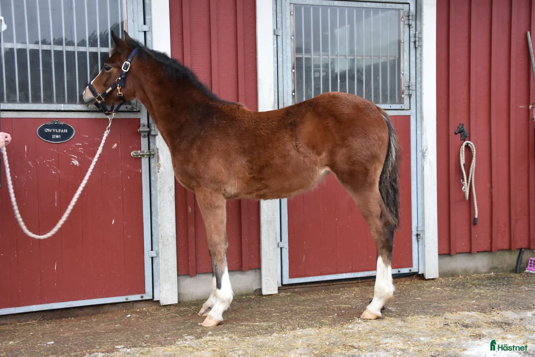 Dressyr hästar till salu: Vackert ungsto för dressyr i Partille - Annons 5