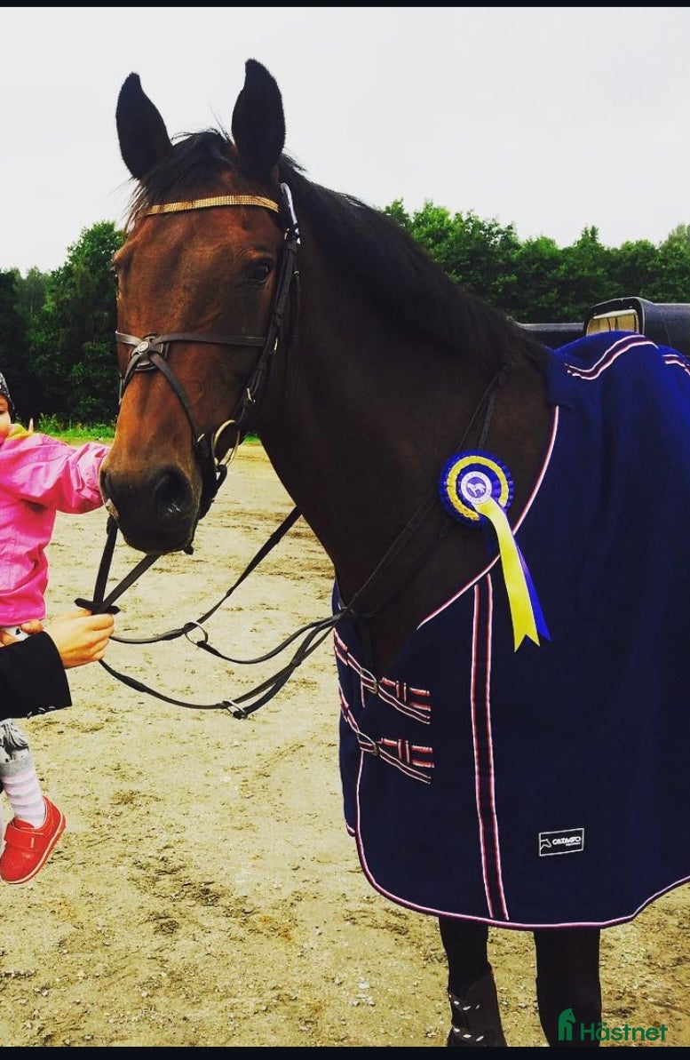  hästar Lyxig hobbyhäst/Avelsto med toppstam i Lerdala - Annons 24