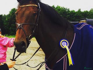 hästar Lyxig hobbyhäst/Avelsto med toppstam i Lerdala - Annons 9