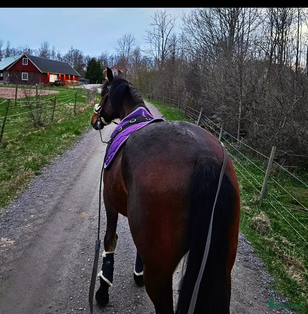 Allround hästar till salu: Trevligt varmblodssto i Örsjö - Annons 5