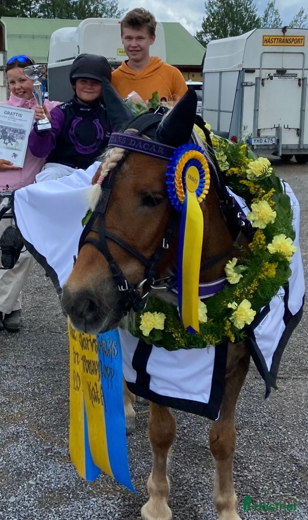 Allround hästar till salu: Gläntans Dacar i Mora - Annons 3