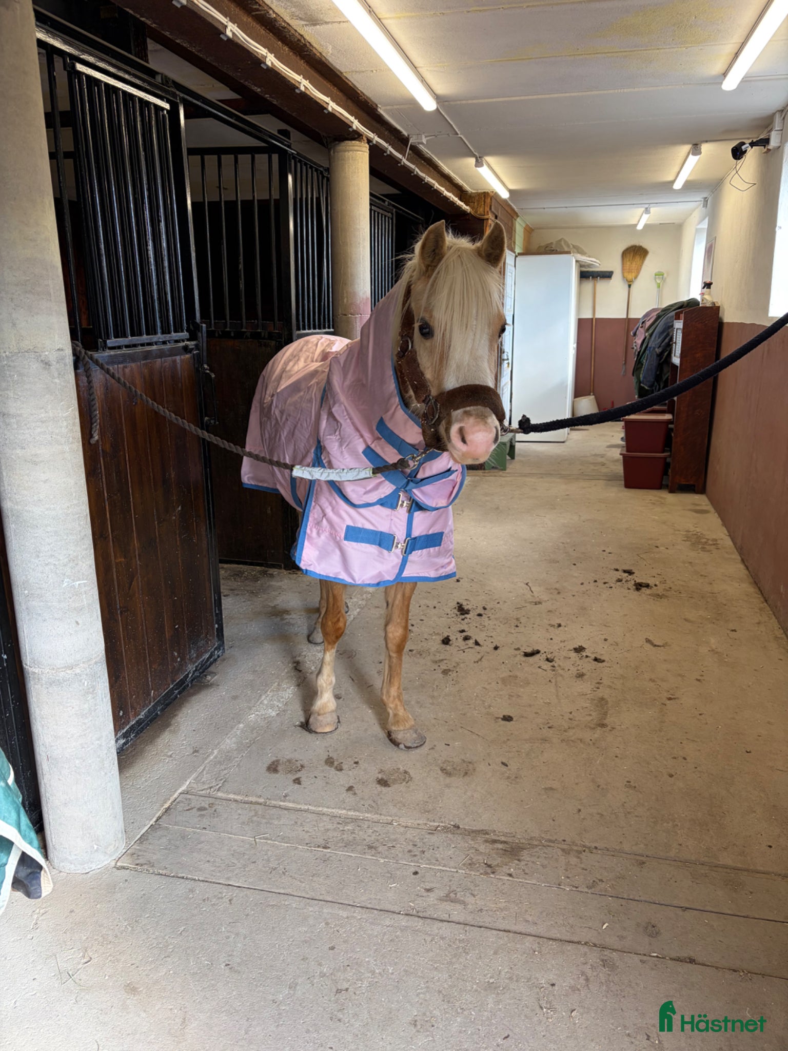  stallplats Sommarkompis/magert bete - Annons 1