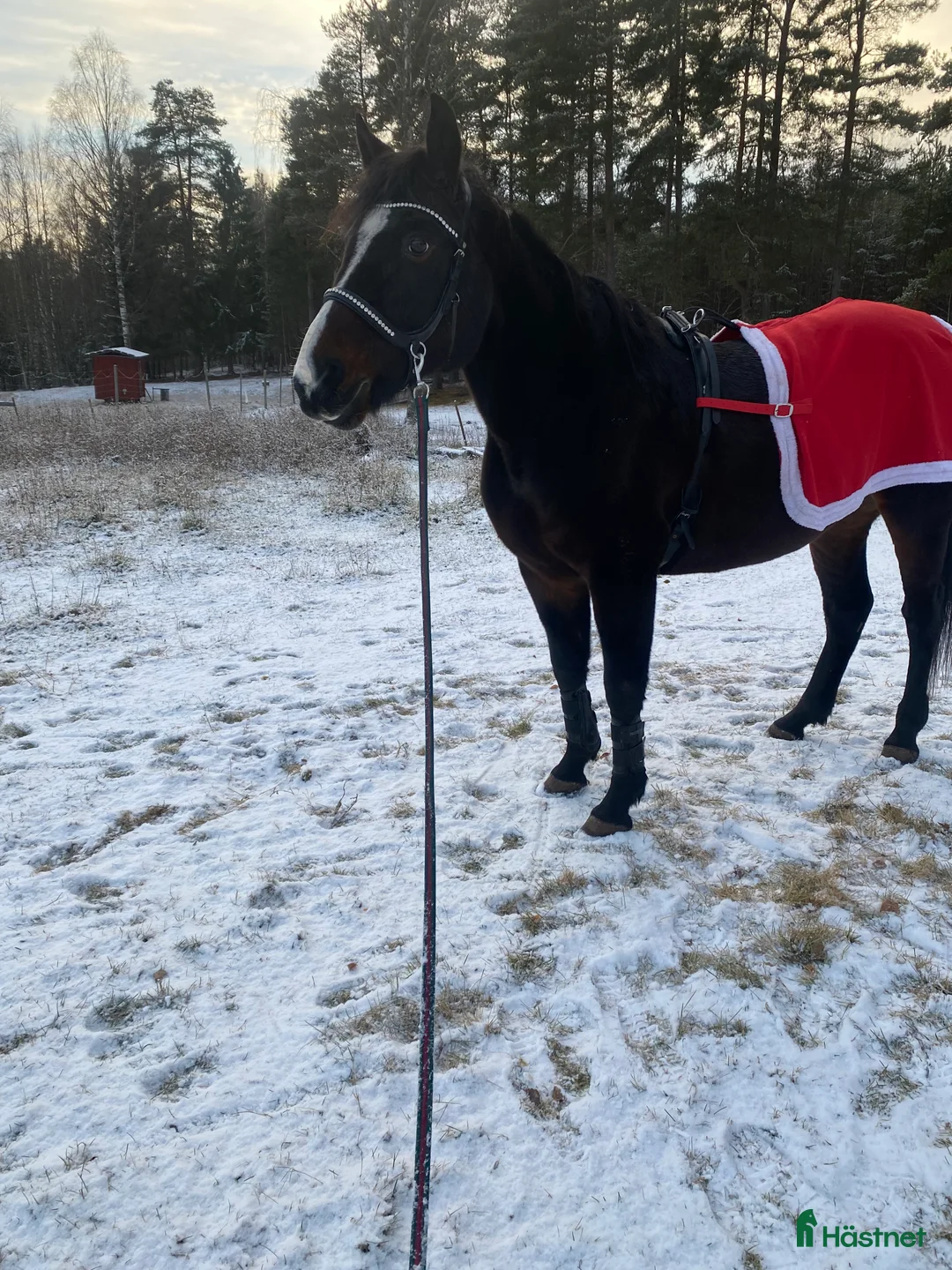 Övrigt hästar till salu: !!intresse koll!! i Mora - Annons 5