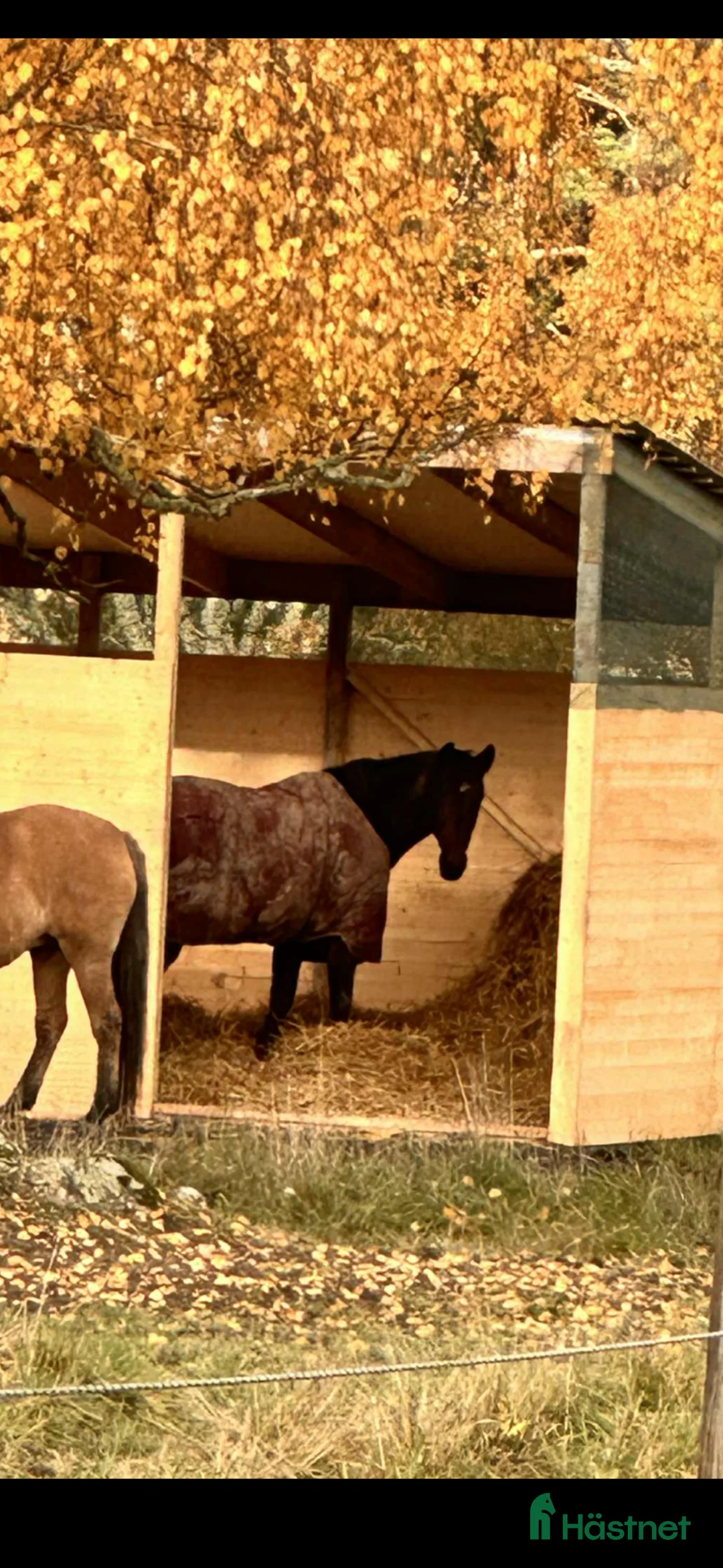  stallplats finnes: Lösdriftsplats till sto finnes - Annons 1