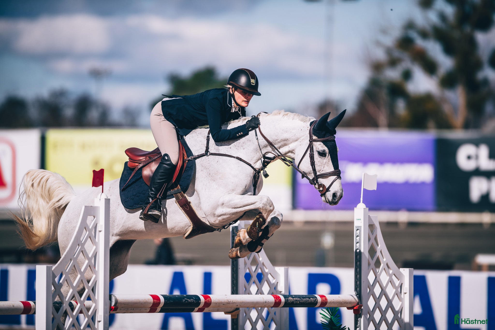  hästar Bästavän säljes i Dalarna  - Annons 5