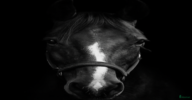  hästar Tävlings- & träningskompis, röntgad och besiktigad i Vännäs - Annons 14