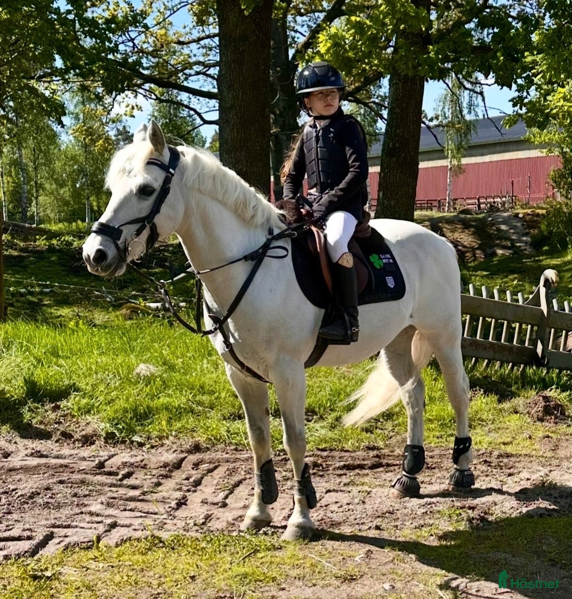  hästar Hoppglad b-ponny! - Annons 12
