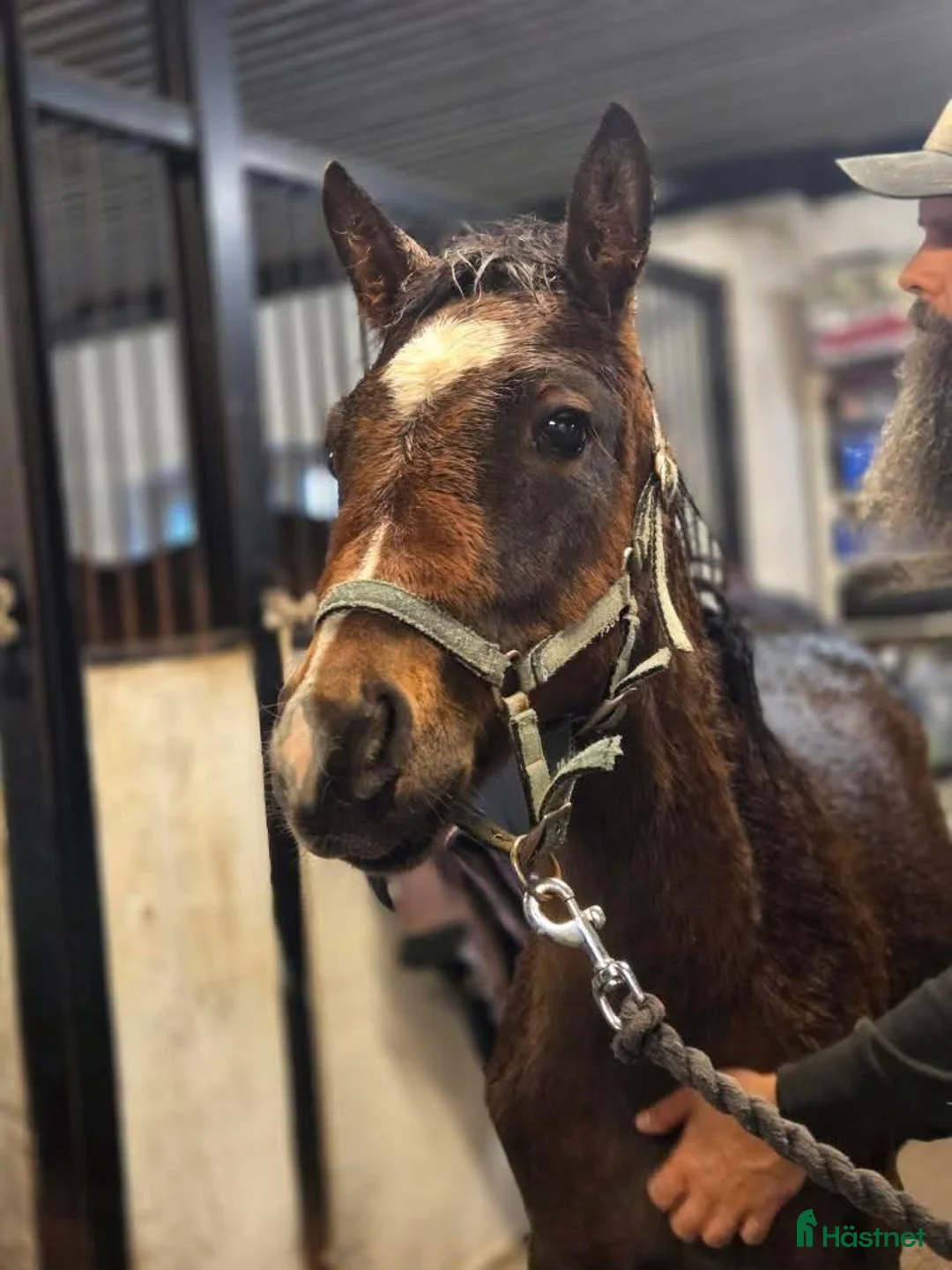 Trav hästar till salu: Årsföl  - Annons 5