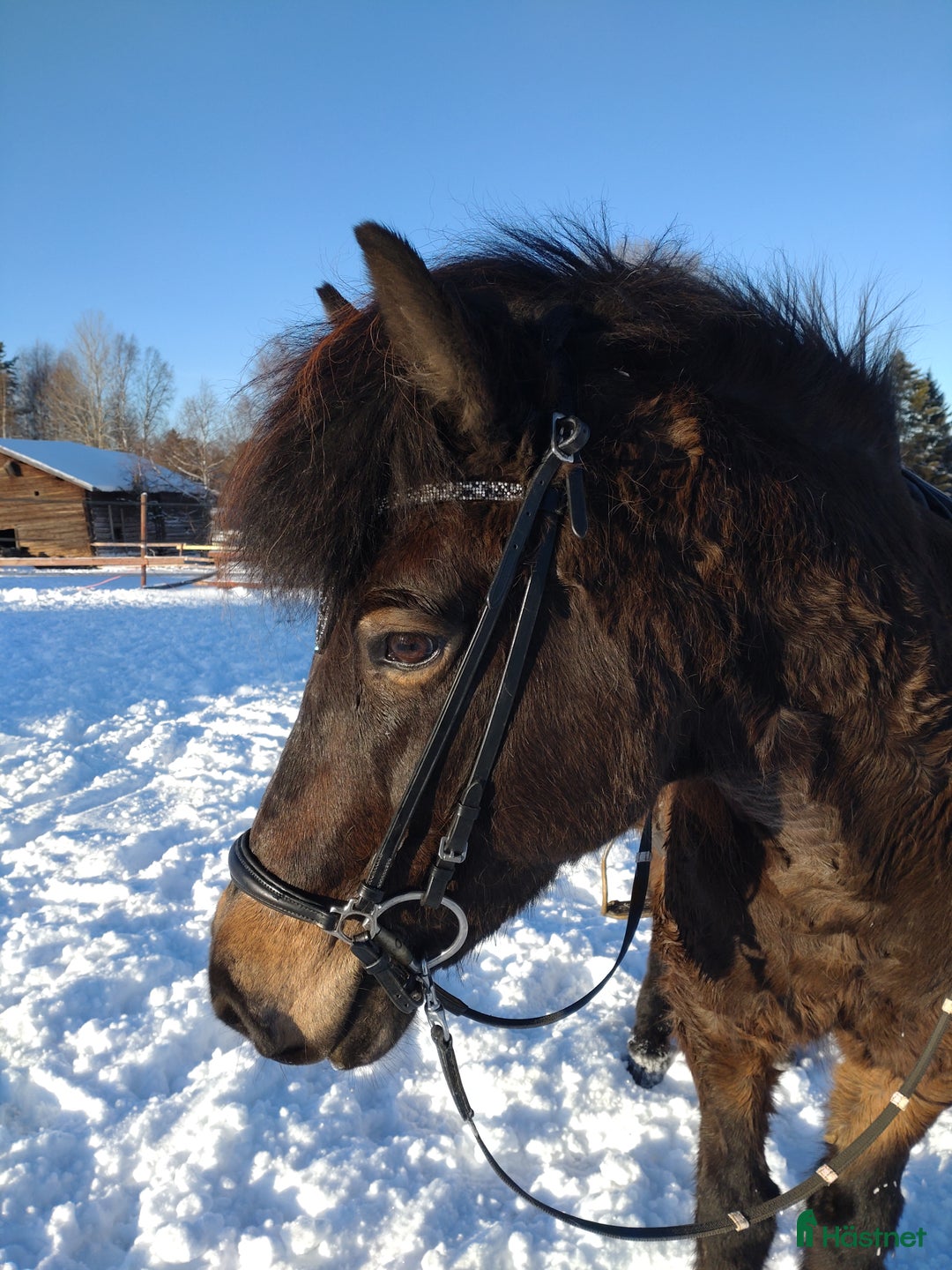 Island hästar till salu: Bedömt sto tävling/avel/fritid i Kälarne - Annons 2