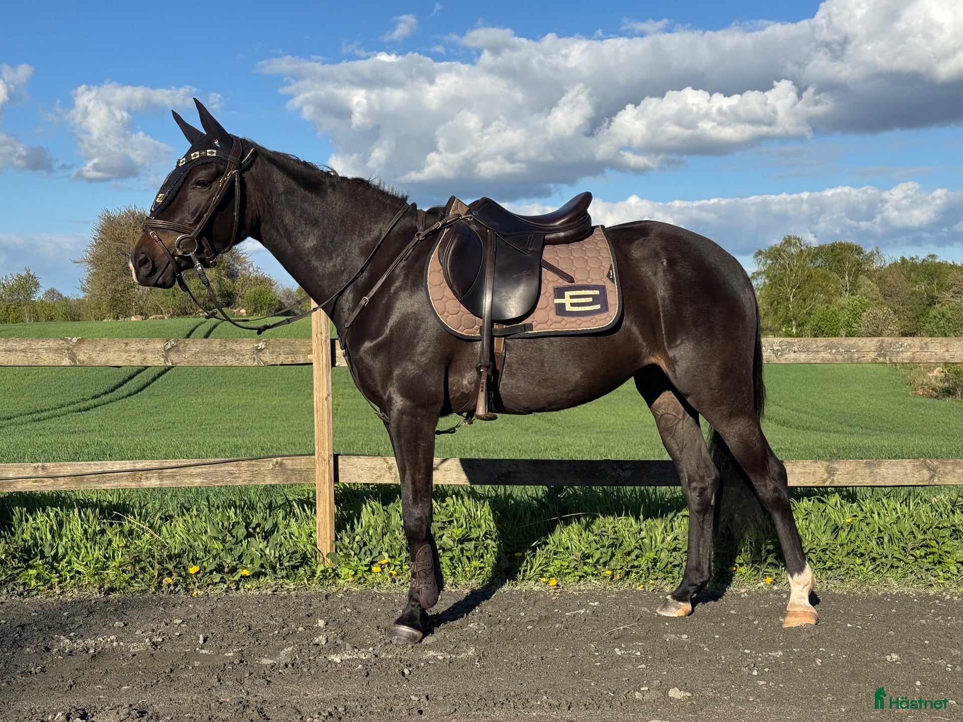  hästar D-ponny e.Emmerton SWB - Annons 1