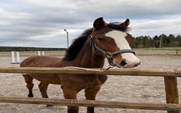 Dressyr hästar till salu: Årshingst efter Zafferano  i Robertsfors - Bild 1
