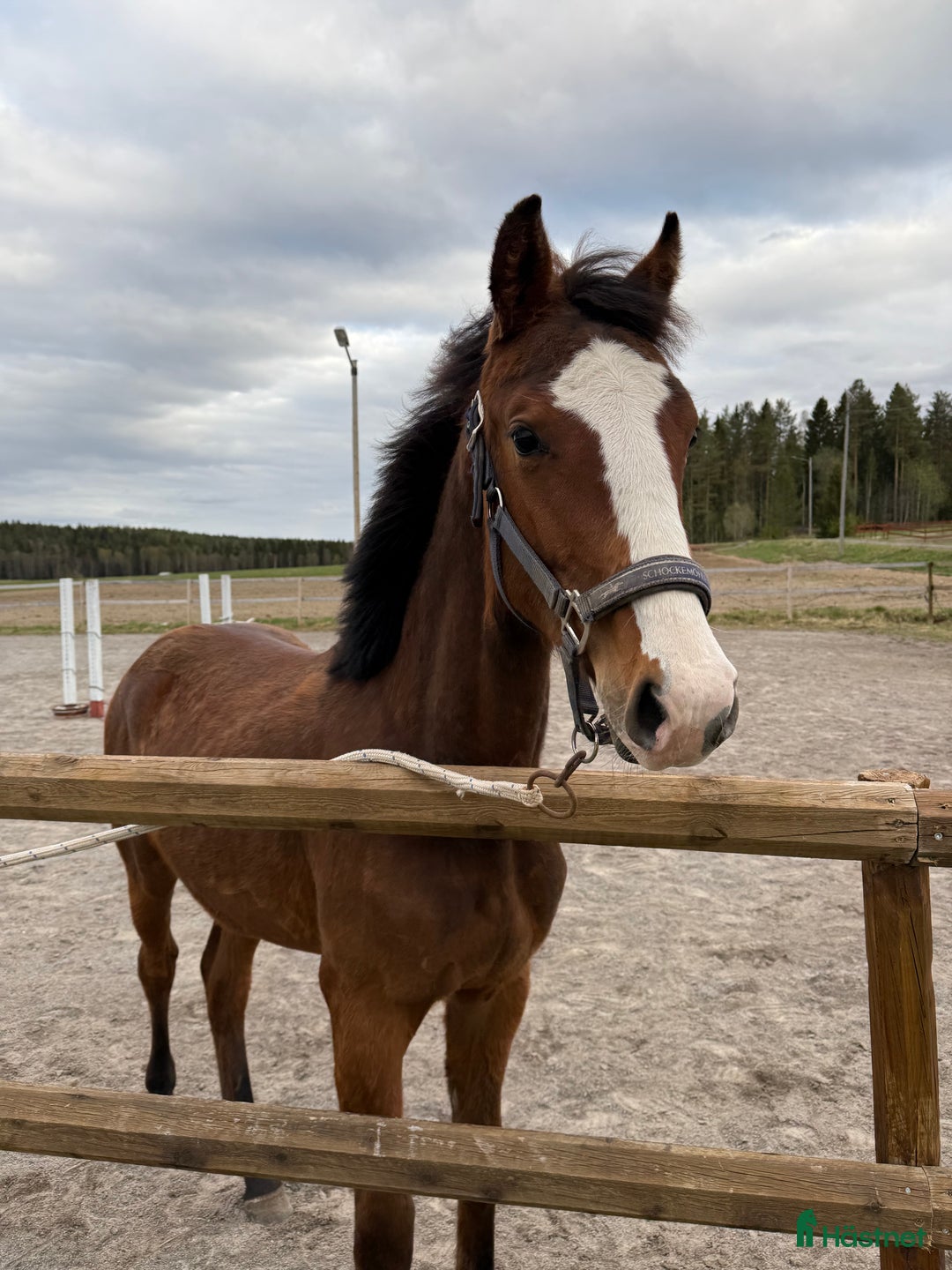 Dressyr hästar till salu: Årshingst efter Zafferano  i Robertsfors - Bild 1