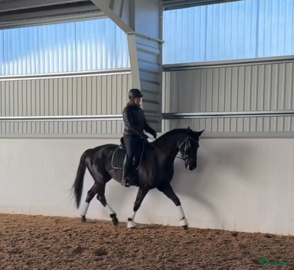  hästar Trevlig dressyrhäst film finns - Annons 15