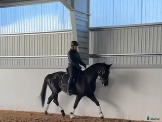 hästar Trevlig dressyrhäst film finns - Annons 15