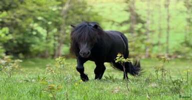  hästar i Björketorp - Annons 3