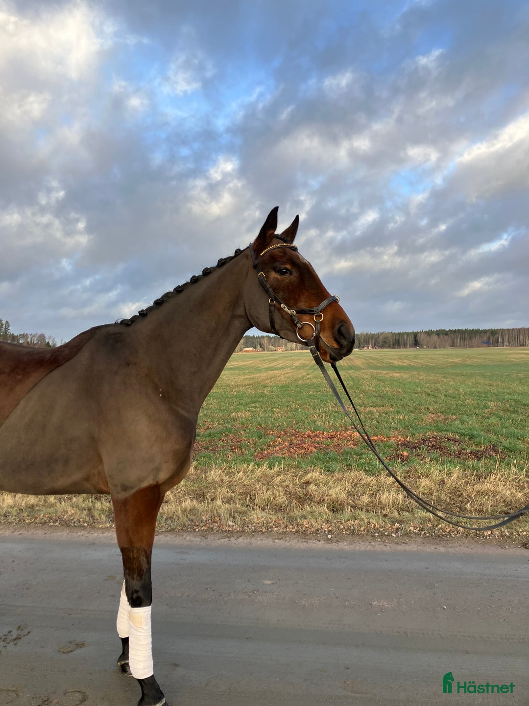 Allround hästar till salu: Fin framåt bästa vän  i Skara - Annons 2
