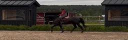 Hoppning hästar till salu: Snygg och storhoppande valack med kapacitet - Annons 4