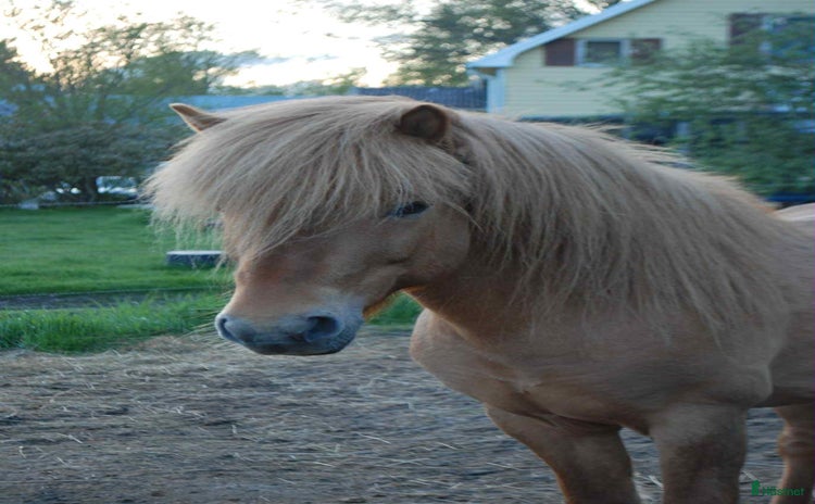  hästar i Bergeforsen - Annons 3
