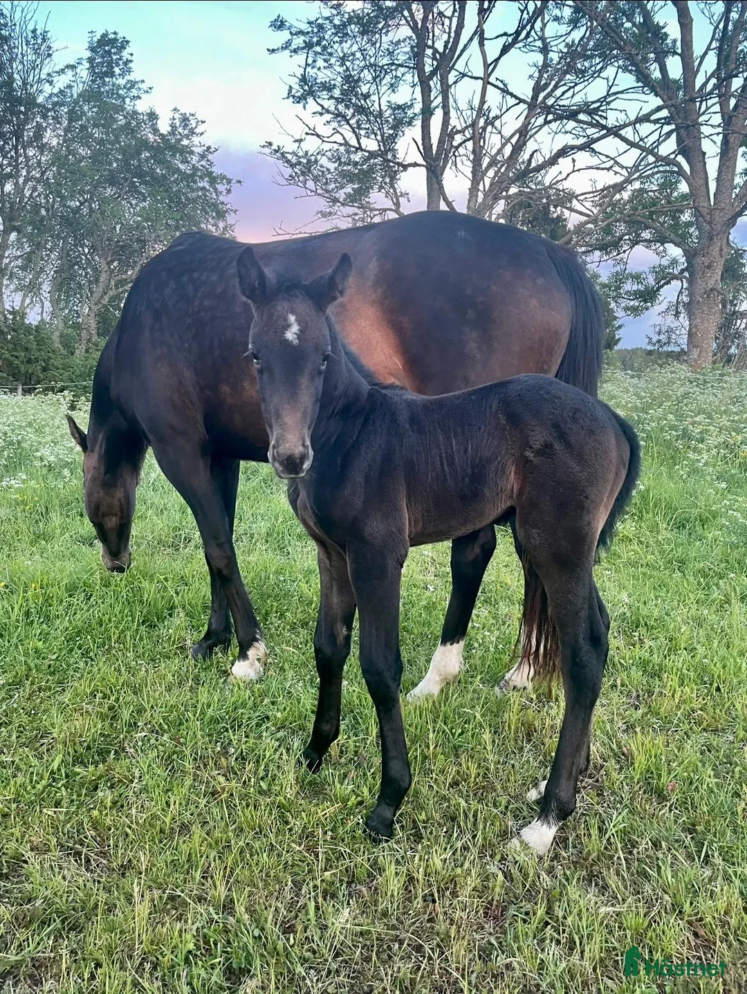Hoppning hästar till salu: Unghäst för framtiden  i Norrtälje - Annons 3