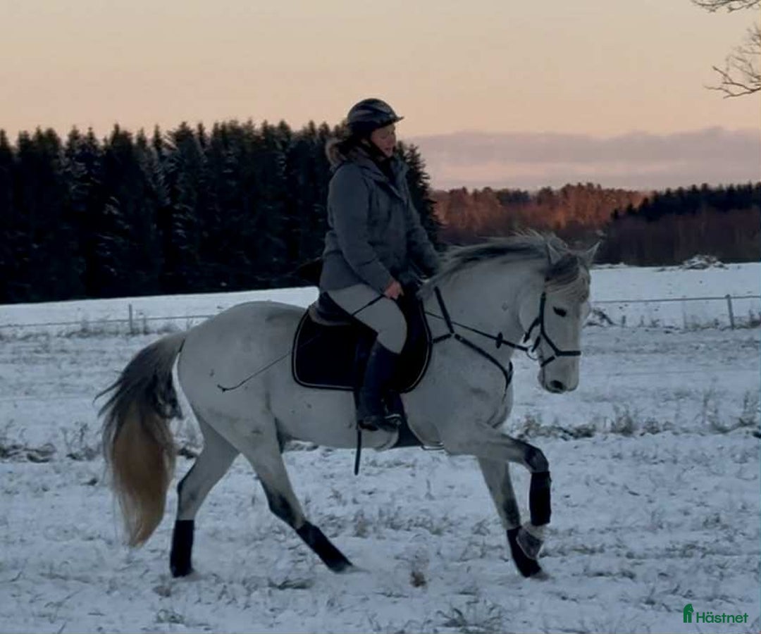 Allround hästar till salu: Mycket fin valack med stor kapacitet i Sala - Annons 6