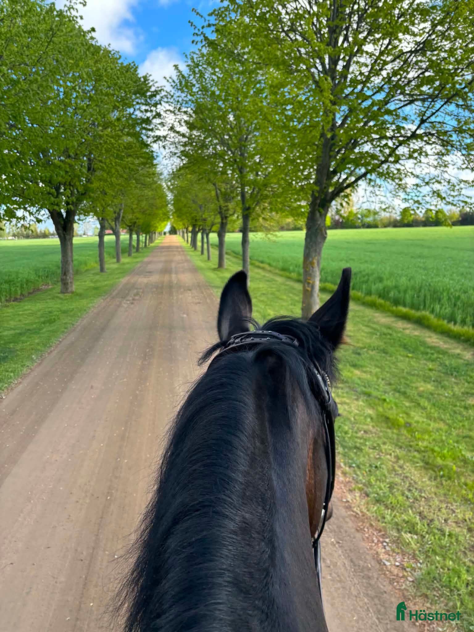  hästar Beautiful Dream (60) – någons bästa framtida vän - Annons 2
