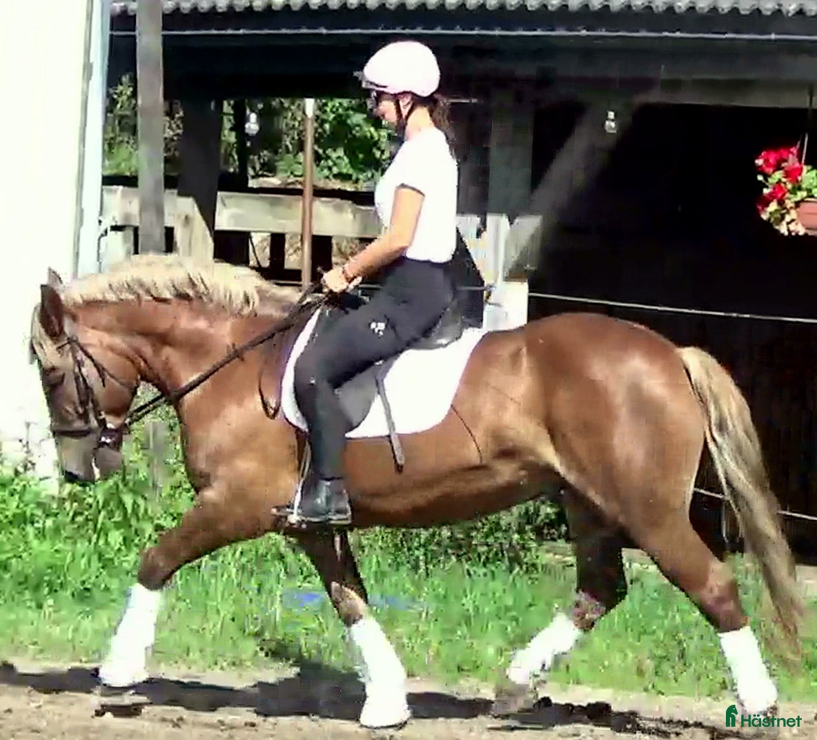  hästar The best Mother &amp; Daughter horse, dressage/jumping i Örsundsbro - Annons 1