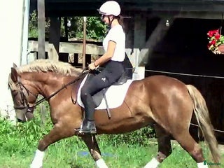 hästar The best Mother & Daughter horse, dressage/jumping i Örsundsbro - Annons 7