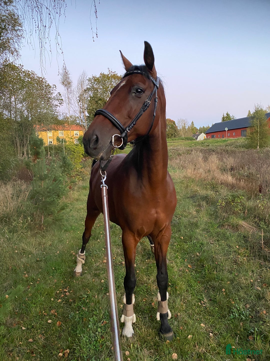 Allround hästar till salu: Intressekoll KWPN sto i Nässjö - Annons 2