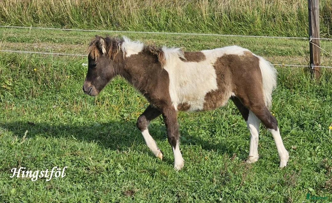 Allround hästar till salu: Mycket trevligt hingstföl Reg. AMHA.  - Annons 2