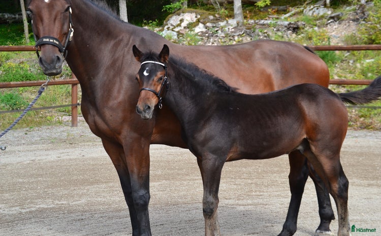  hästar i Västerås - Annons 5