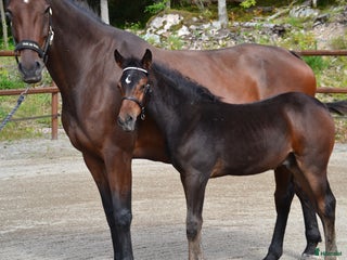 hästar Ståtlig hingst i Västerås - Annons 2