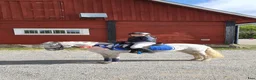 Allround hästar till salu: Intessekoll - Annons 3