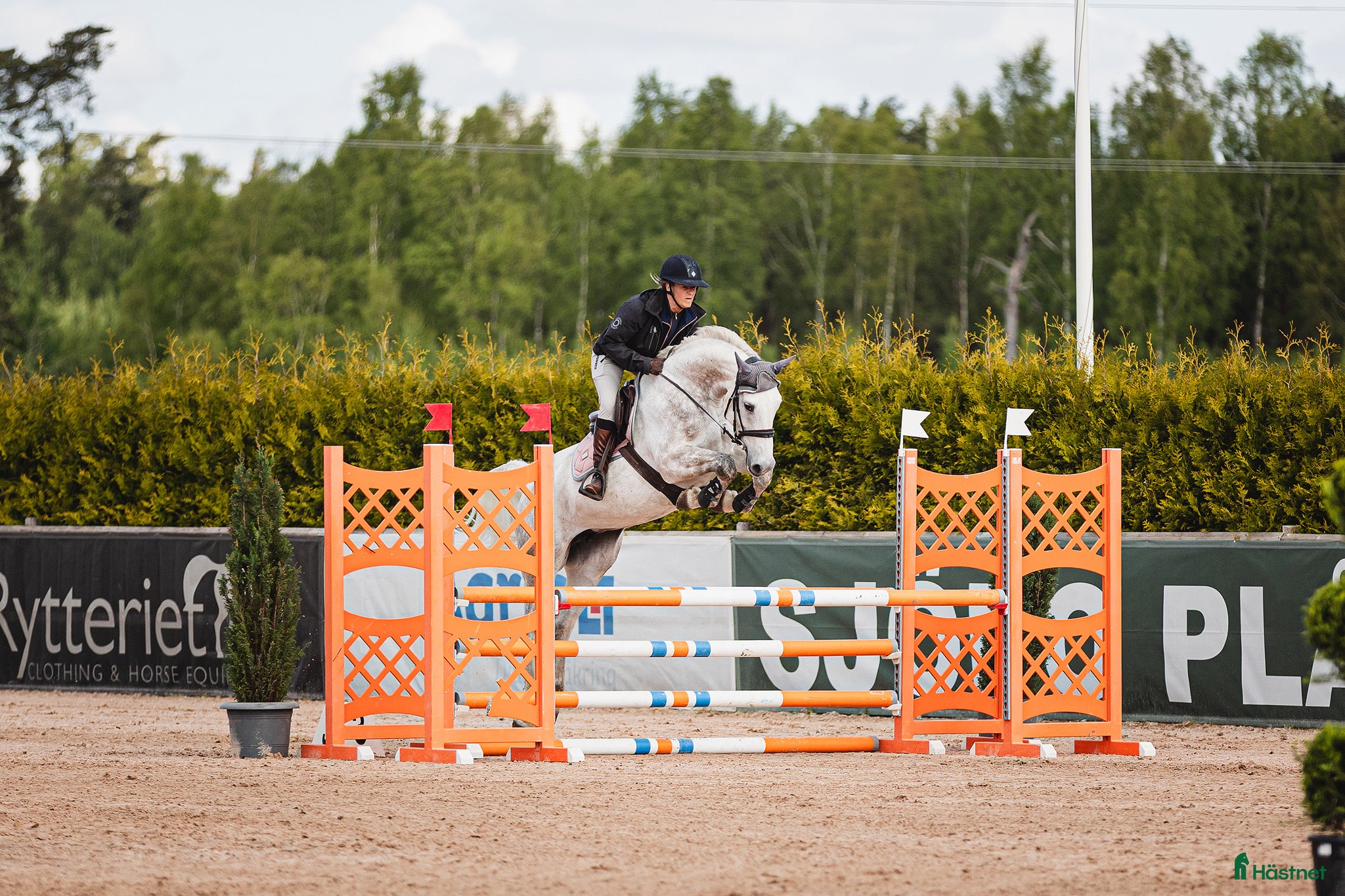  hästar 🌟 Talangfull hopphäst med intressant stam 🌟 - Annons 1