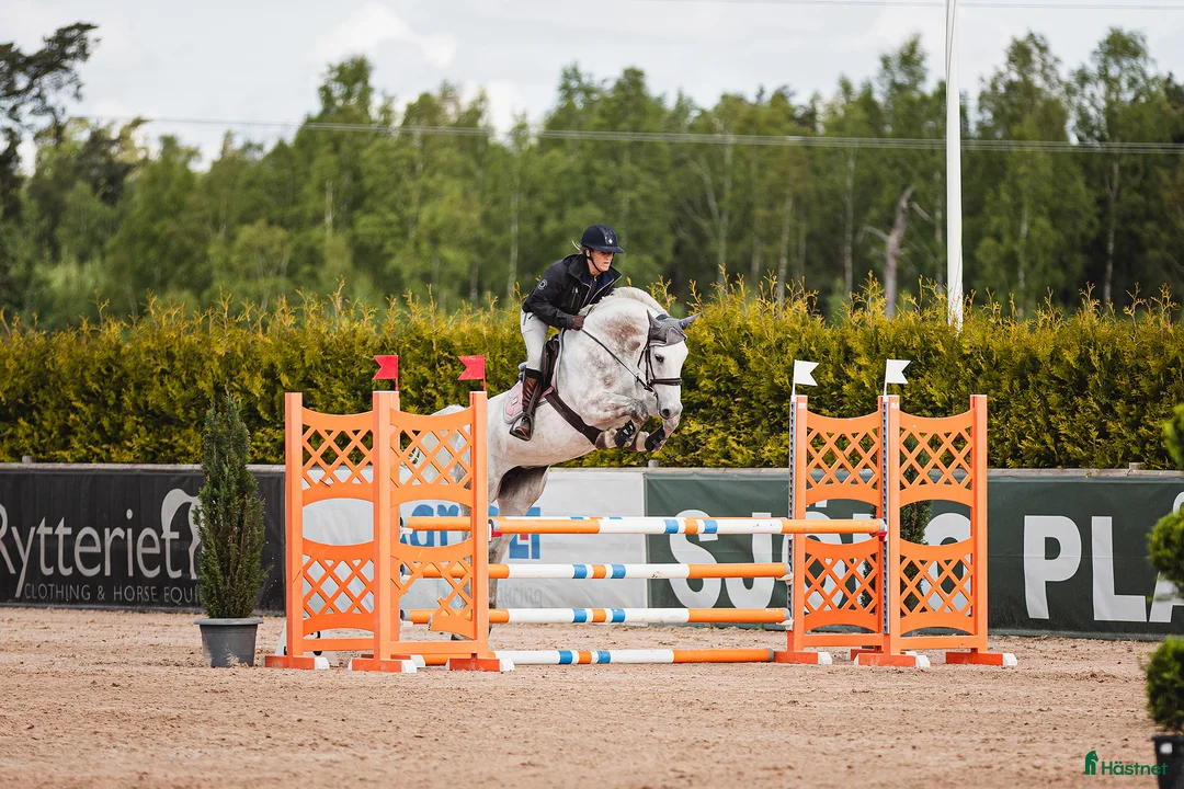 Hoppning hästar till salu: 🌟 Talangfull hopphäst med intressant stam 🌟 - Annons 1