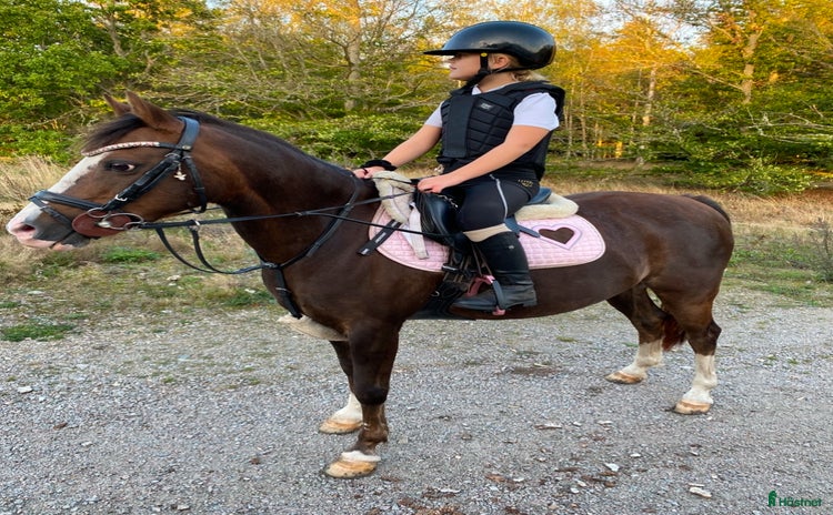  hästar Snäll och hoppglad B-ponny i Sölvesborg - Annons 12