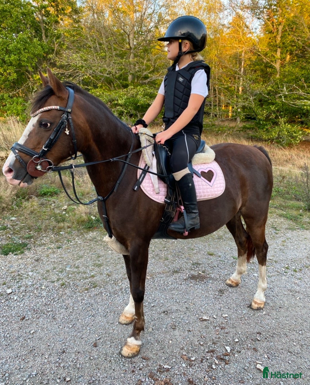 Hoppning hästar till salu: Snäll och hoppglad B-ponny i Sölvesborg - Annons 1