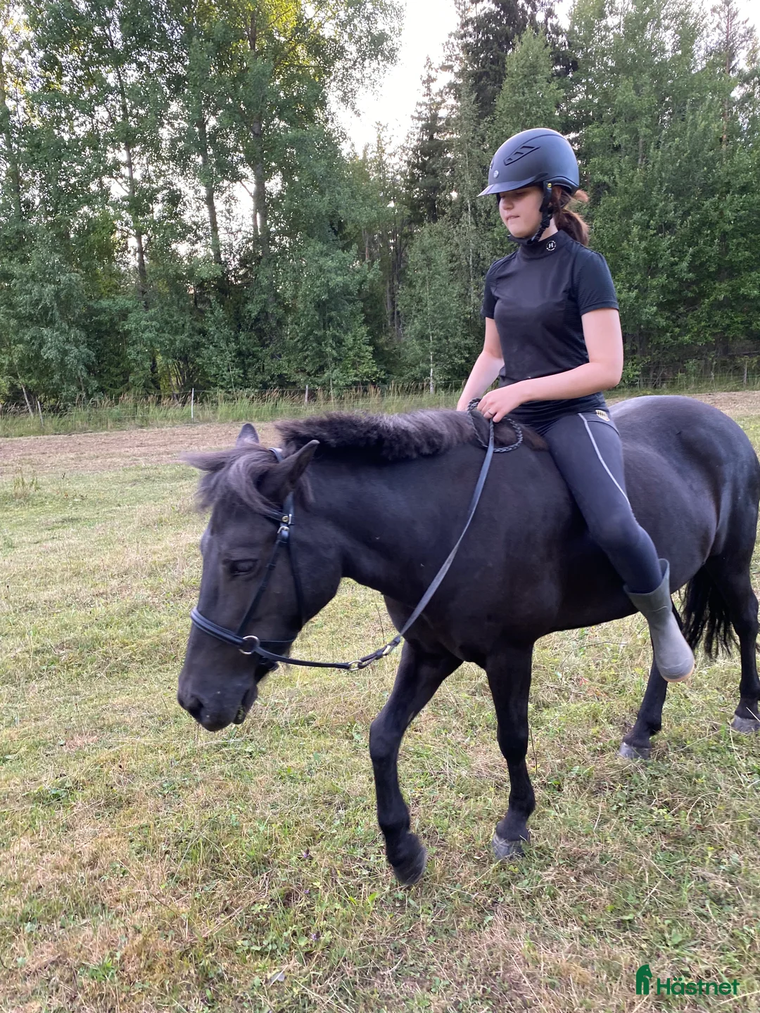 Island hästar till salu: Intressekoll i Knutby - Annons 13