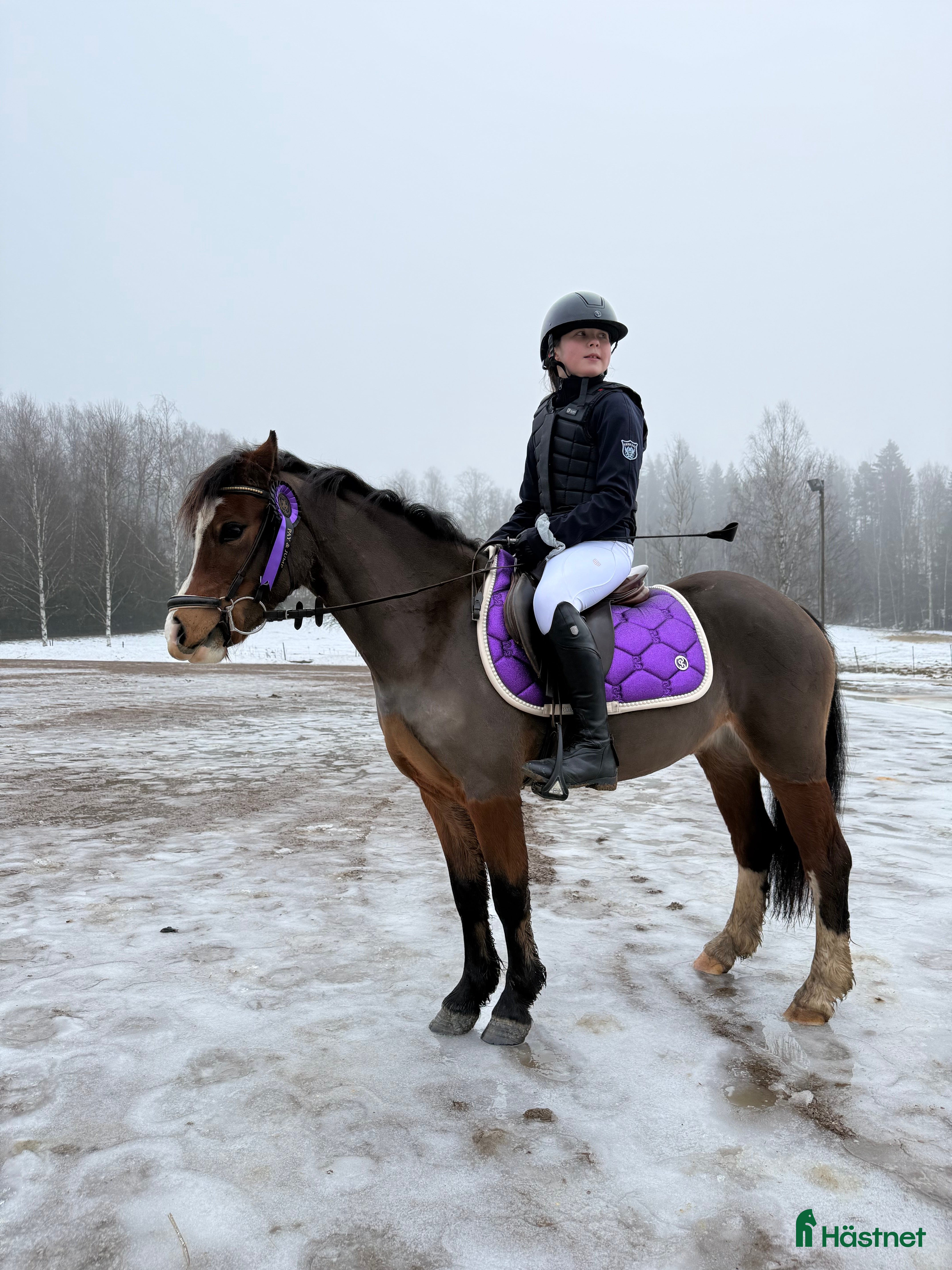  hästar Supergulligt B ponny sto!  - Annons 14